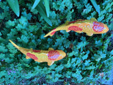 Koi Fish - Mandarin, Ceramic Garden Sculpture by JJ Potts