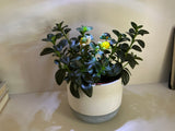 Turtles - Glass - Set Of Three- House Plant Stakes