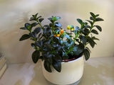 Turtle - Glass - Set Of Two - House Plant Stakes