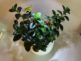 Fused Glass Bee & Ladybug - Set Of Two - House Plant Stake