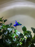 Angler Fish Blue - Blown-Glass -House Plant Stake