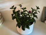Fused Glass Bee & Ladybug - Set Of Two - House Plant Stake