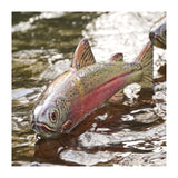 Trout - Rainbow, Ceramic Fish Garden Sculpture by JJ Potts