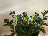 Snail Glass - Set Of Three - House Plant Stake