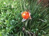 Flower - Blown Glass - Red