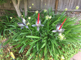 Venus Fly Trap Garden Sculpture by Artist Fred Conlon of Sugarpost