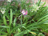 Flower - Blown Glass - Mauve