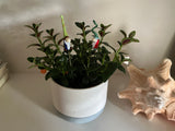 Gnome Glass - Set Of Two - House Plant Stake