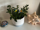 Snail Glass - Set Of Two -House Plant Stake