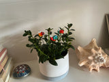 Snail Glass - Set Of Three - House Plant Stake