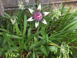 Flower - Blown Glass - Mauve