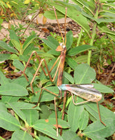 Praying Mantis Copper Sculpture by Haw Creek Forge