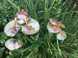 Frog On Lilly Pad - Copper Sculpture by Haw Creek Forge
