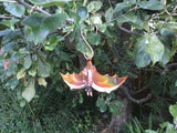 Bat, Wings Open Copper Sculpture by Haw Creek Forge