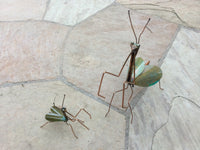 Praying Mantis Copper Sculpture by Haw Creek Forge